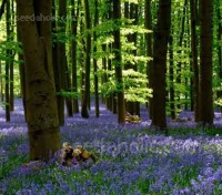 A deep blue carpet of bluebells is an unforgettable sight to anyone visiting a British woodland. 