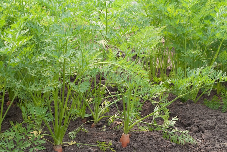 carrots still in the ground