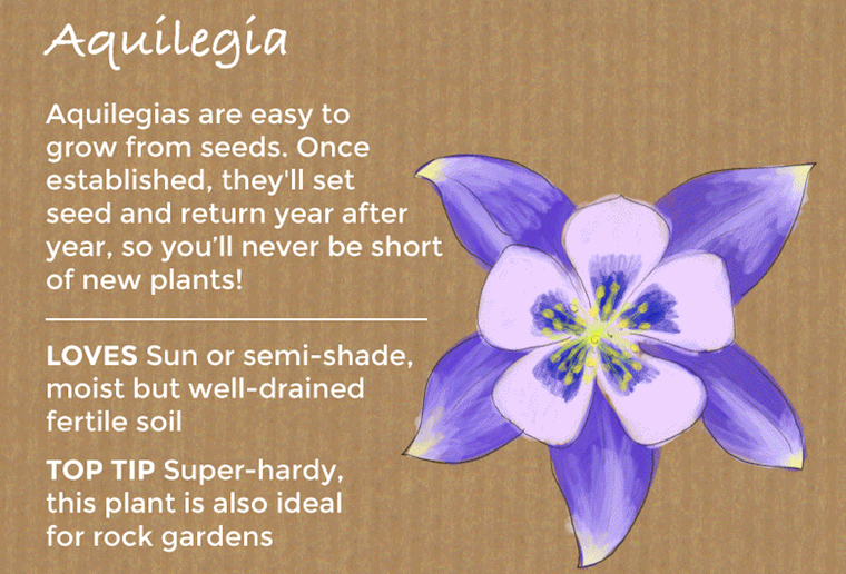 aquilegia