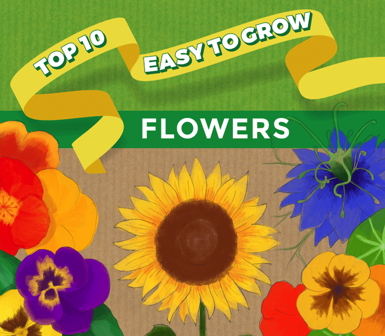 top ten easy to grow flowers infographic