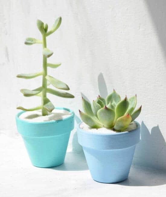 Signs Your Succulents Are Not Getting Enough Light