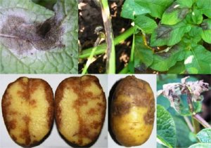 Признаки фитофторы у картофеля