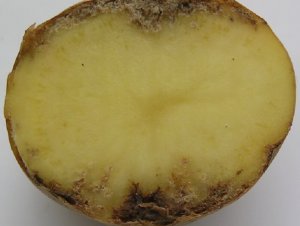 Картофель поражена нематодой