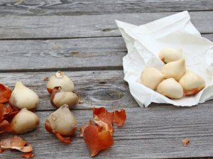Подготовка и обработка луковиц тюльпанов к посадке