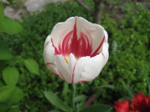 Уход за цветником тюльпанов