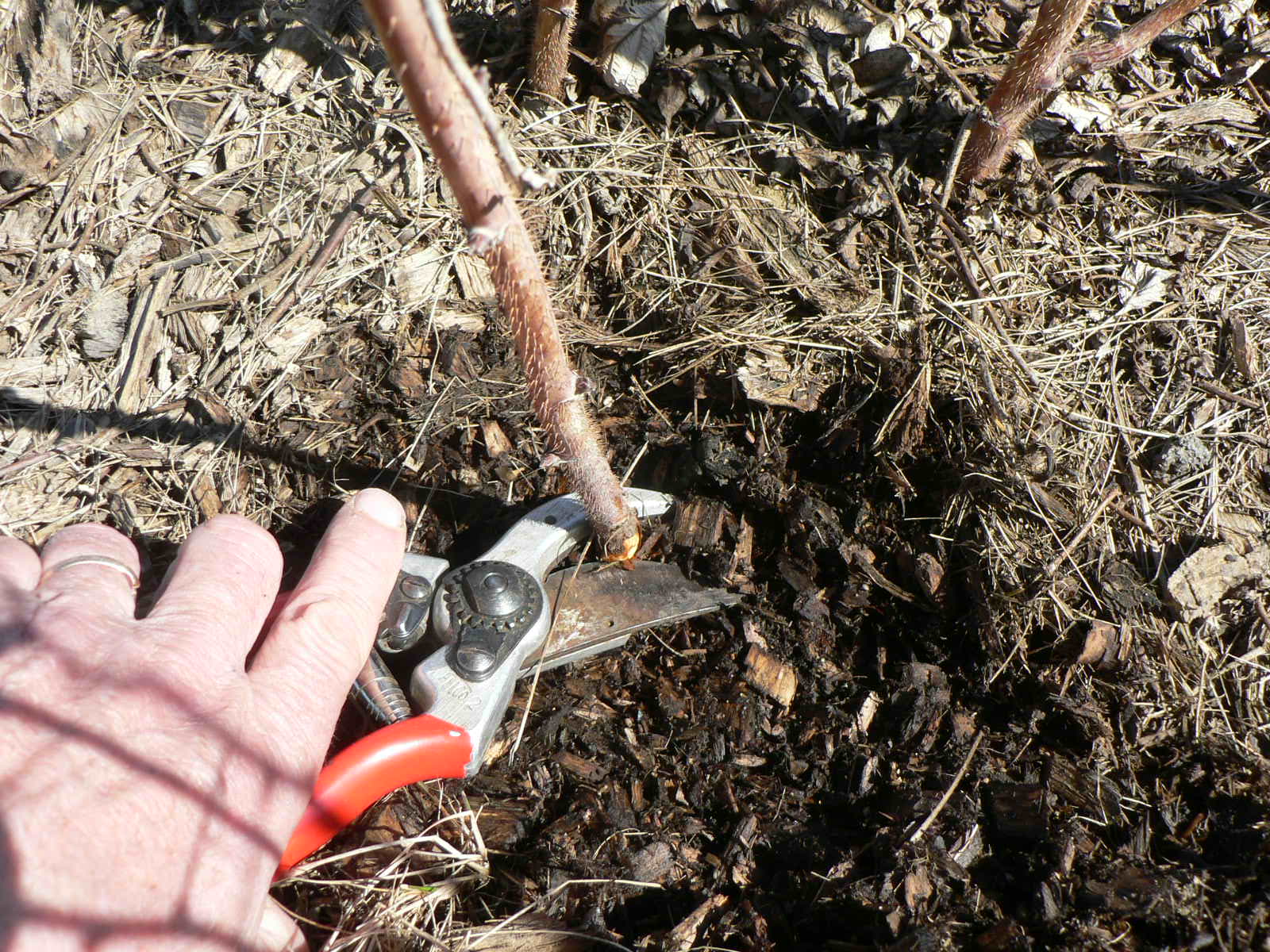 Обрезание малины весной фото схемы