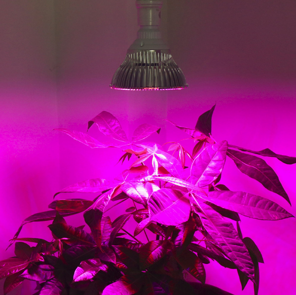 лампы для растений