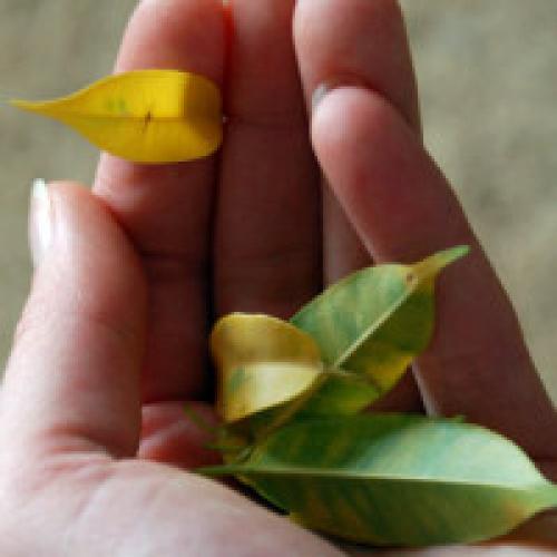 Почему у фикуса желтеют и сохнут листья. Почему желтеют листья у фикуса